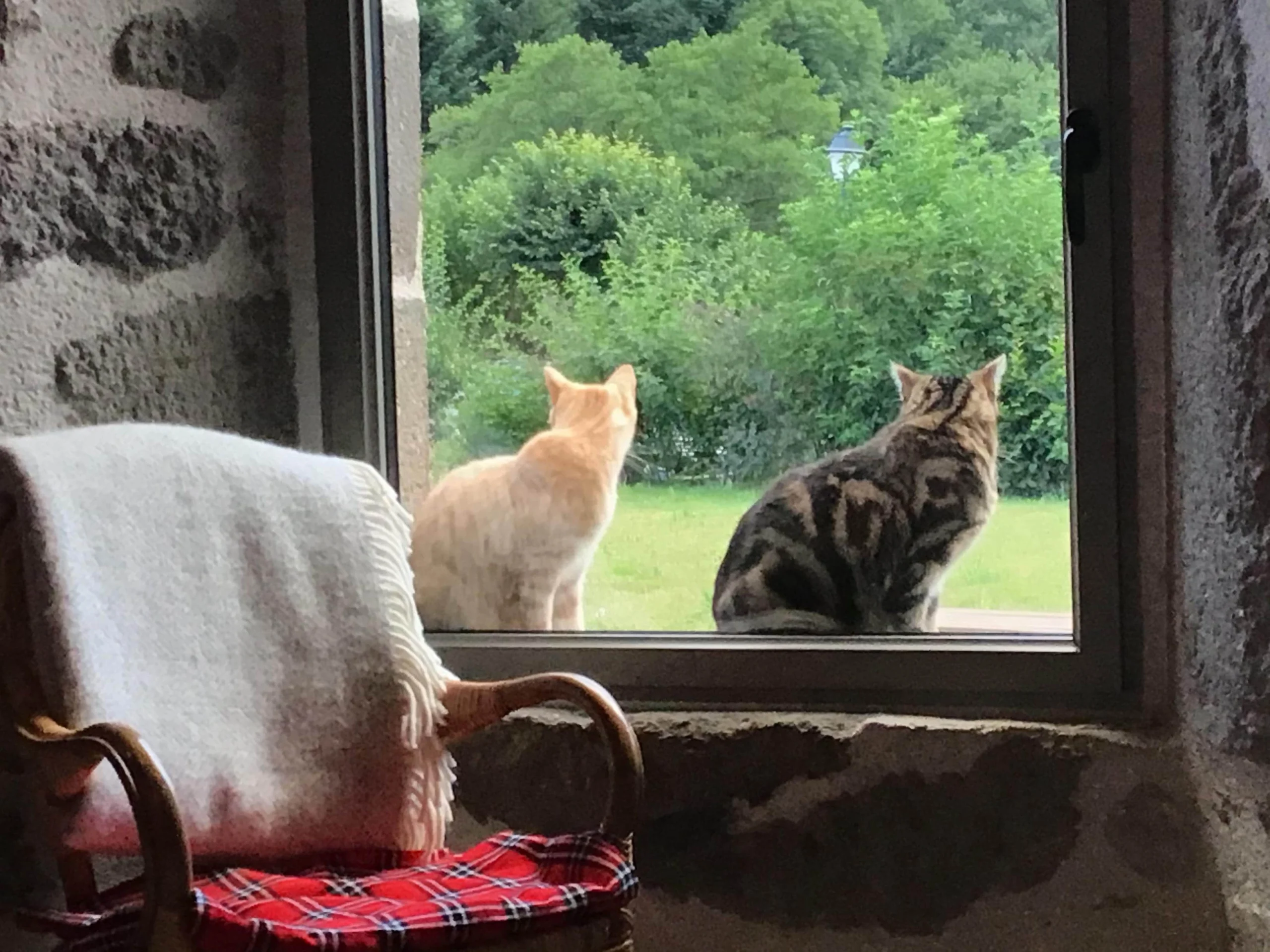 L'actualité de LGDLA 1 IMG 3350 scaled L'actualité de LGDLA Arthur et Merlin, les chats de la Grange de l'Abille qui attendent les clients de la chambre d'hôtes