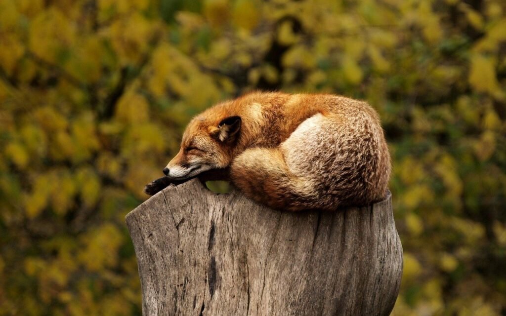 Ein Rotfuchs schläft zusammengerollt auf einem Baumstumpf
