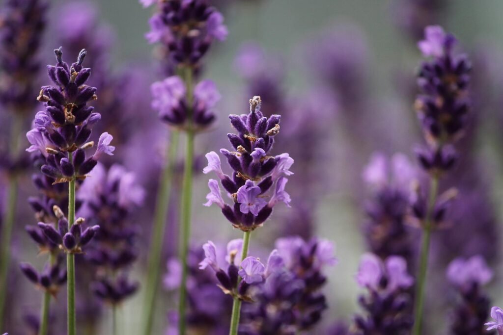 Blühender Lavendel, Nahaufnahme